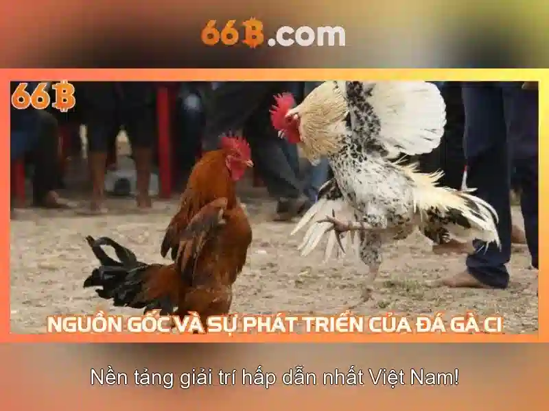 66B là gì và vì sao được nhắc đến?