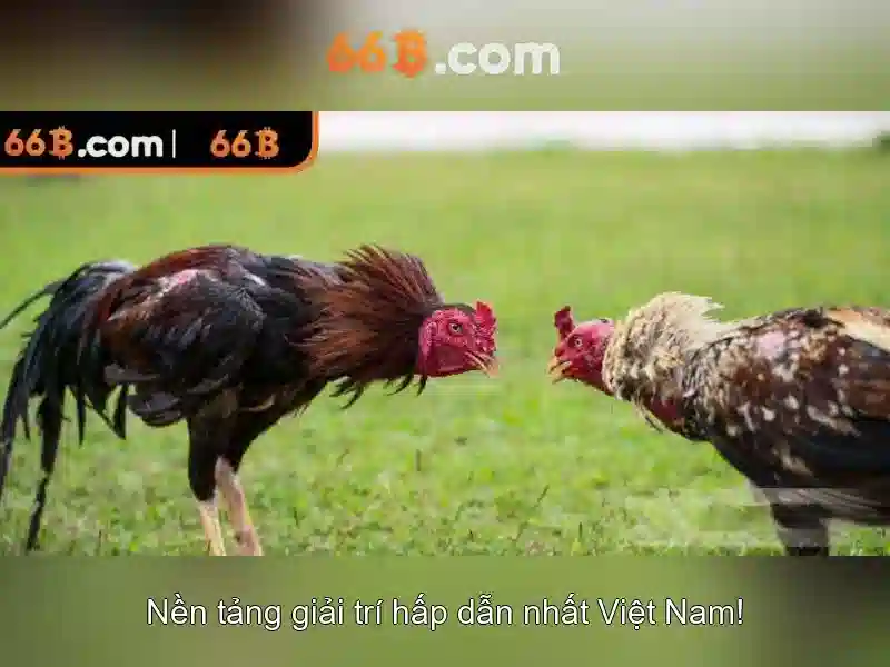 66b là gì?